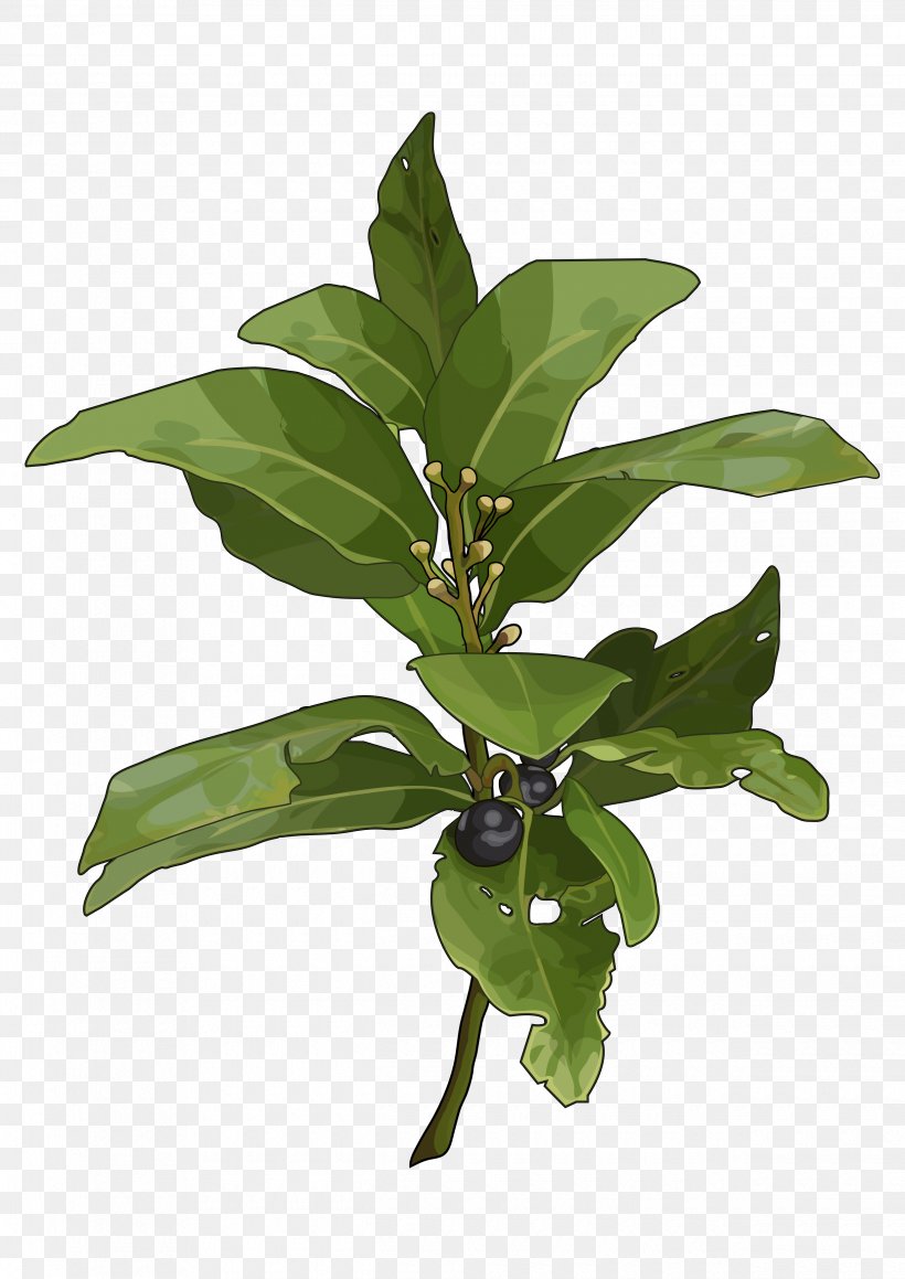 Canary Islands Hedera Canariensis Juniperus Cedrus Bay Laurel Laurel Forest, PNG, 2480x3508px, Canary Islands, Bay Laurel, Branch, Fayalbrezal, Flora De Canarias Download Free