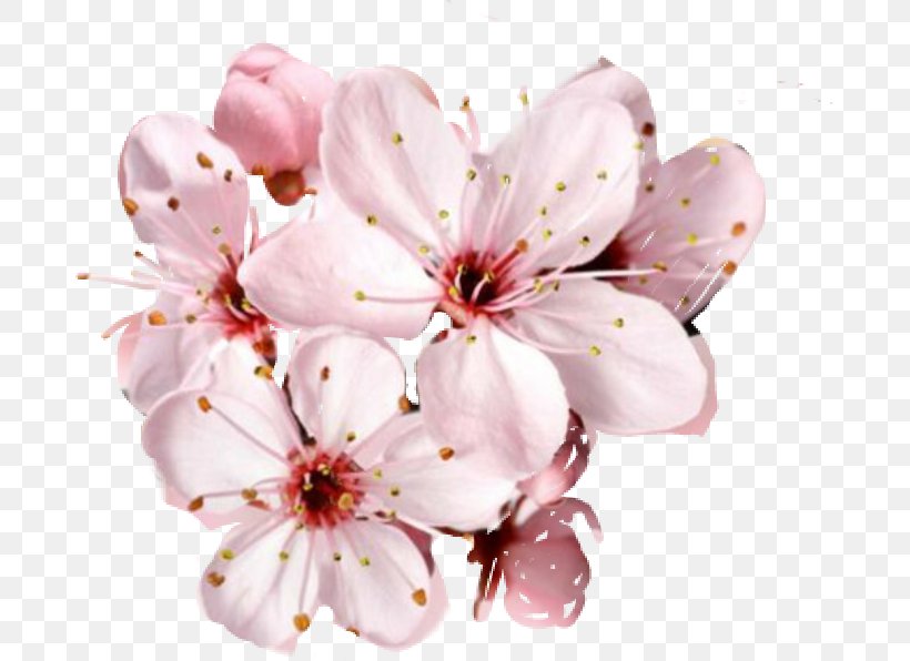 Cherry Blossom Flower Desktop Wallpaper, PNG, 683x596px, Blossom, Branch, Cherry, Cherry Blossom, Flower Download Free