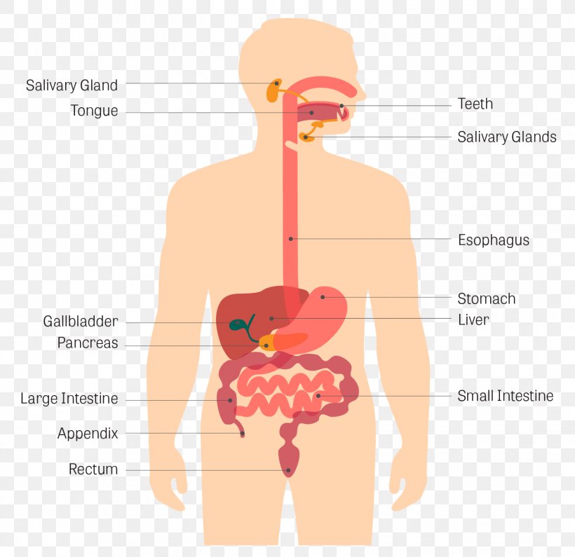 Gastrointestinal Tract Human Digestive System Gastrointestinal Disease Digestion Human Body, PNG, 1525x1480px, Watercolor, Cartoon, Flower, Frame, Heart Download Free