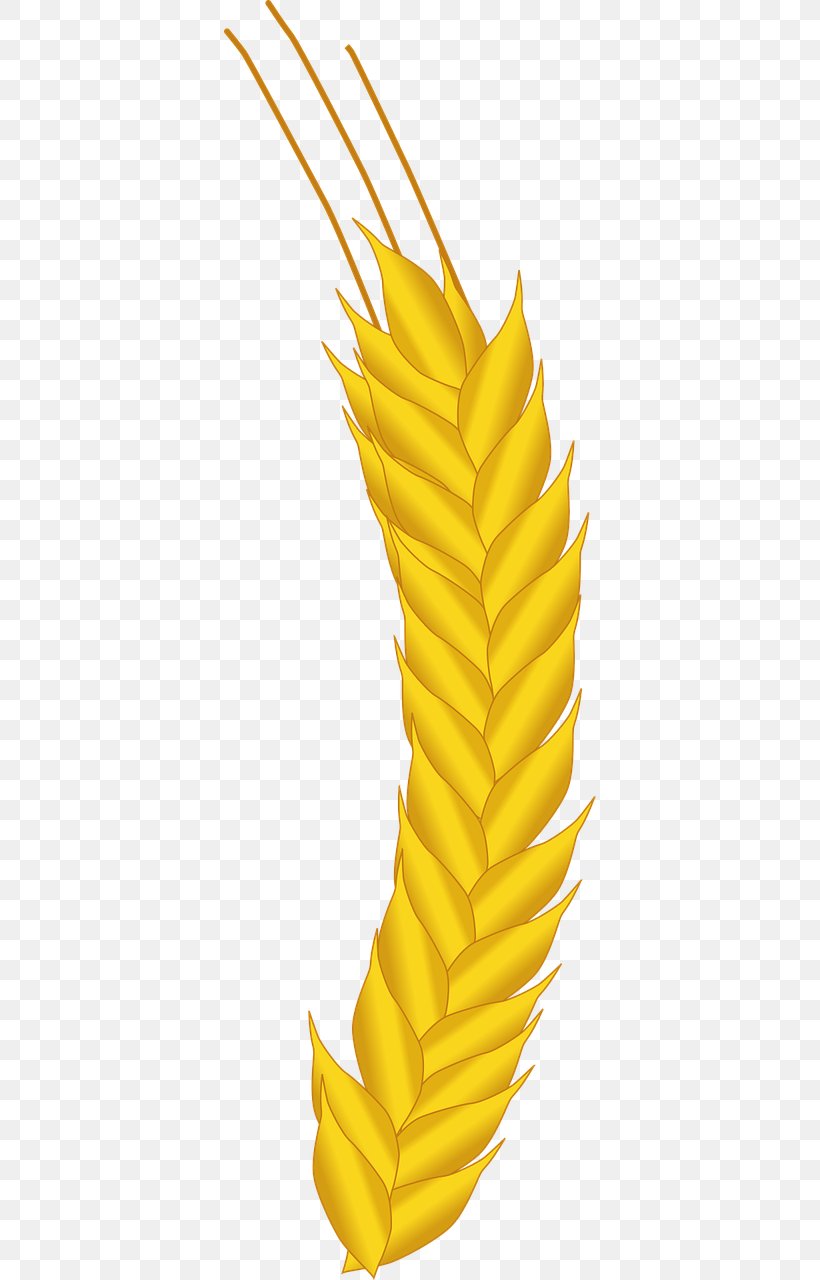Maize Agriculture Crop Wheat, PNG, 640x1280px, Maize, Agribusiness, Agriculture, Cereal, Commodity Download Free
