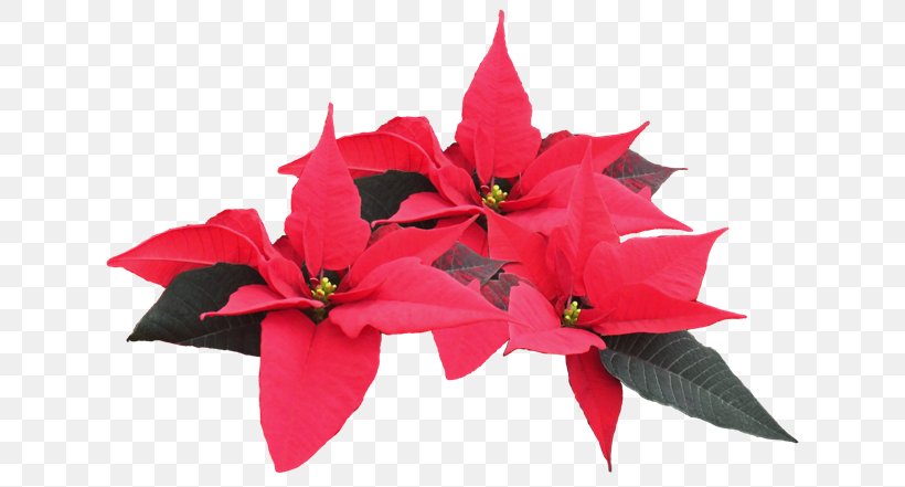 Poinsettia Plant Clip Art, PNG, 640x441px, Poinsettia, Cut Flowers, Drawing, Feliz Navidad, Flower Download Free