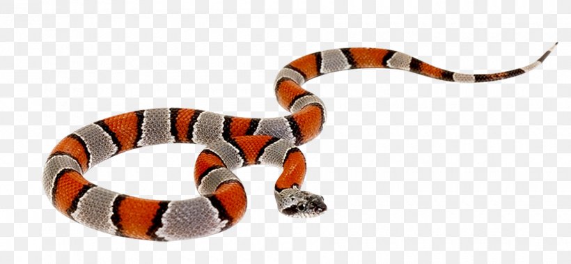 Snake Reptile Cobra Clip Art, PNG, 1800x834px, Snake, Anaconda, Animal, Animal Figure, Body Jewelry Download Free