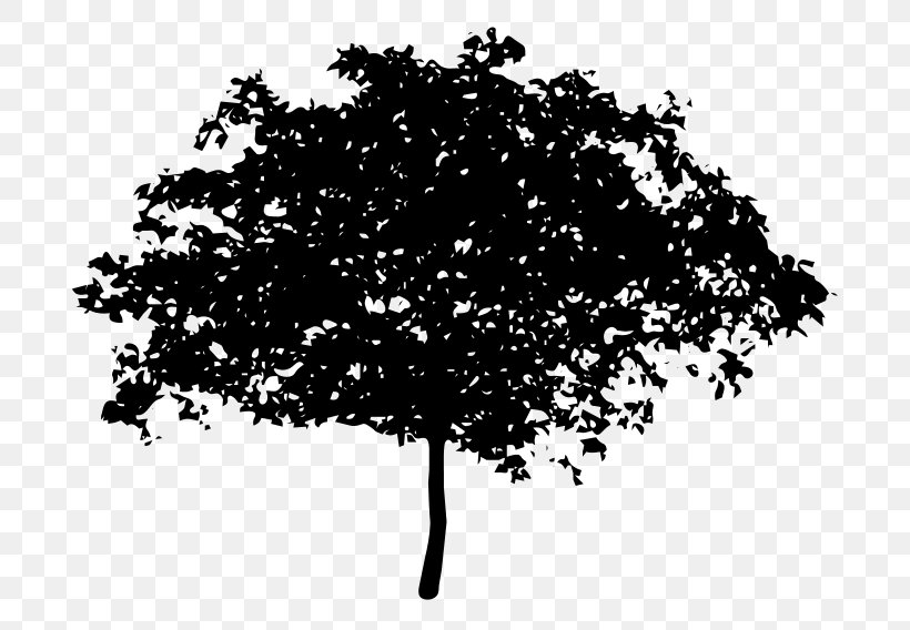 Tree Drawing Clip Art, PNG, 800x568px, Tree, Art, Black And White, Branch, Drawing Download Free
