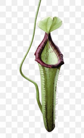 Alismatales Anthurium - Drawing Of Family PNG