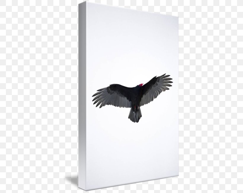 Eagle Beak, PNG, 397x650px, Eagle, Beak, Bird, Bird Of Prey, Wing Download Free