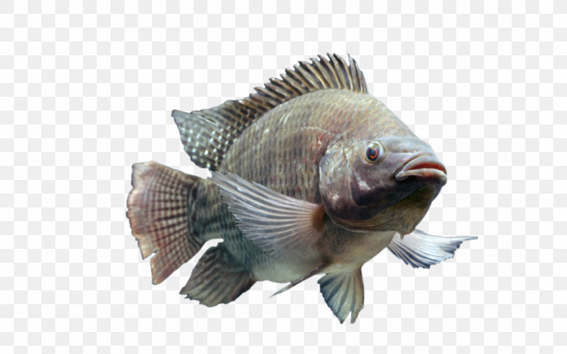 Fish Fish Tilapia Perch Bluegill, PNG, 1080x675px, Fish, Bass, Bluegill, Bonyfish, Fin Download Free