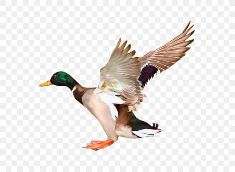 Mallard Goose Duck Bird Redhead, PNG, 600x600px, Mallard, Animal, Beak, Bird, Bird Migration Download Free