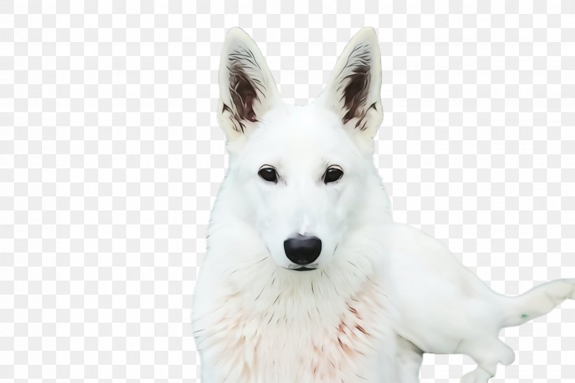 Cute Dog, PNG, 2448x1632px, Cute Dog, Animal, Berger Blanc Suisse, Breed, Canaan Dog Download Free