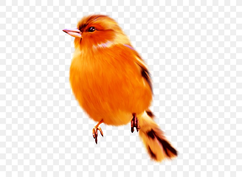 European Robin Bird Drawing Beak, PNG, 542x600px, European Robin, Beak, Bird, Color, Drawing Download Free