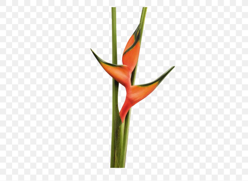 Lily Flower Cartoon, PNG, 676x601px, Vase Life, Amaryllis, Amaryllis Family, Anthurium, Bird Of Paradise Download Free