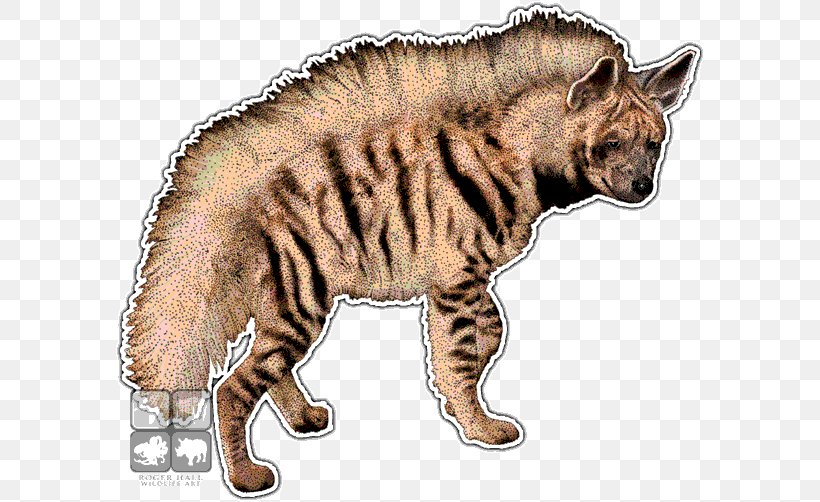 Africa Striped Hyena Cat Brown Hyena, PNG, 590x502px, Africa, Animal, Big Cats, Blanket, Brown Hyena Download Free