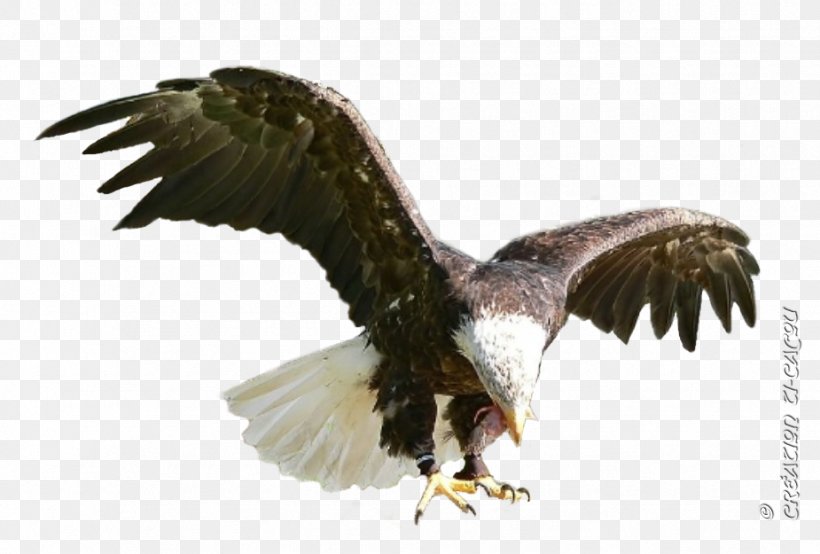 Bald Eagle Buzzard Hawk Vulture, PNG, 925x625px, Bald Eagle, Accipitriformes, Beak, Bird, Bird Of Prey Download Free