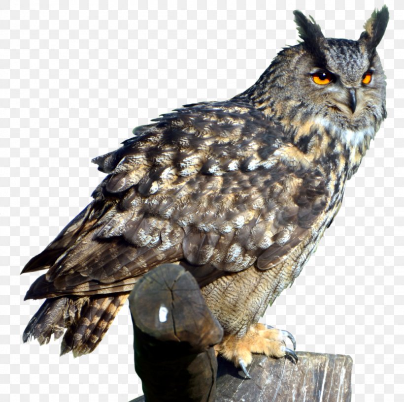 Barred Owl Bird, PNG, 1024x1021px, Owl, Barn Owl, Barred Owl, Beak, Bird Download Free