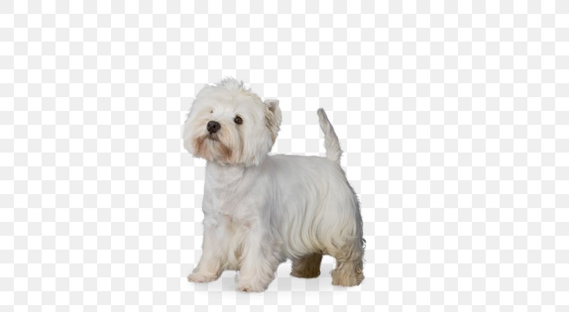 Maltese Dog West Highland White Terrier Dandie Dinmont Terrier Havanese Dog Bolonka, PNG, 580x450px, Maltese Dog, Bichon, Bolonka, Breed, Breed Group Dog Download Free