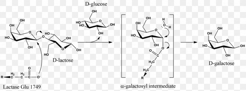 Milk Lactase Galactose Hydrolysis, PNG, 1213x450px, Watercolor, Cartoon, Flower, Frame, Heart Download Free