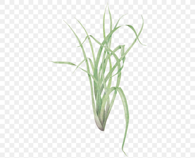Sweet Grass Cymbopogon Citratus Plant Propagation Herb, PNG, 426x663px, Sweet Grass, Aquarium, Aquarium Decor, Botanical Garden, Commodity Download Free
