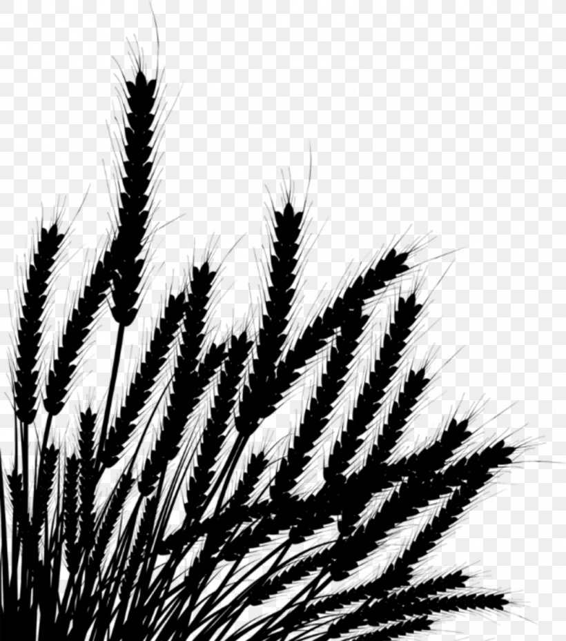 Wheat Photography Drawing, PNG, 1037x1176px, Wheat, Black And White, Bowers Outdoor Maintenance, Can Stock Photo, Close Up Download Free