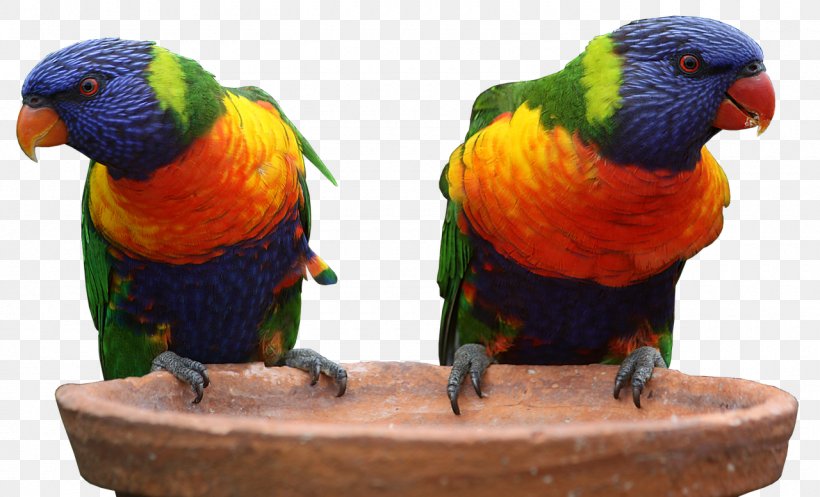 Australia Parrot Bird Budgerigar Rainbow Lorikeet, PNG, 1280x777px, Australia, Australians, Beak, Bird, Bird Supply Download Free