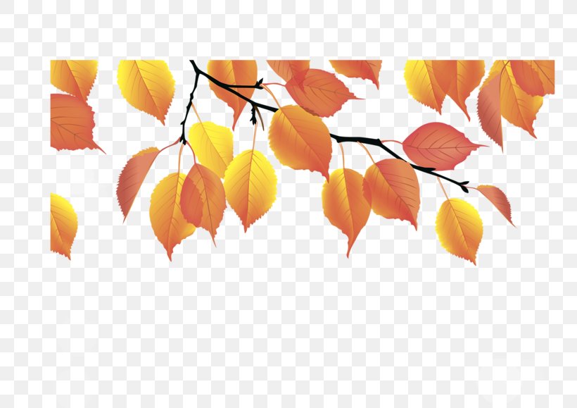 Autumn Leaf Color Yellow, PNG, 800x579px, Leaf, Autumn, Autumn Leaf Color, Branch, Deciduous Download Free