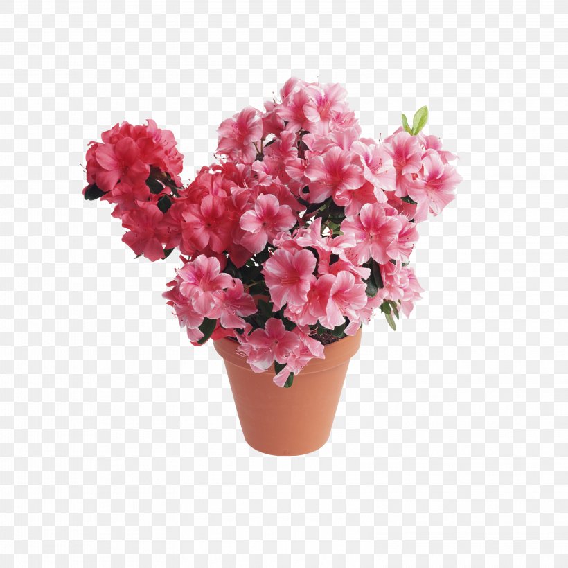 Azalea Houseplant Rhododendron Amaryllis, PNG, 3156x3156px, Azalea, Amaryllidaceae, Amaryllis, Artificial Flower, Carnation Download Free