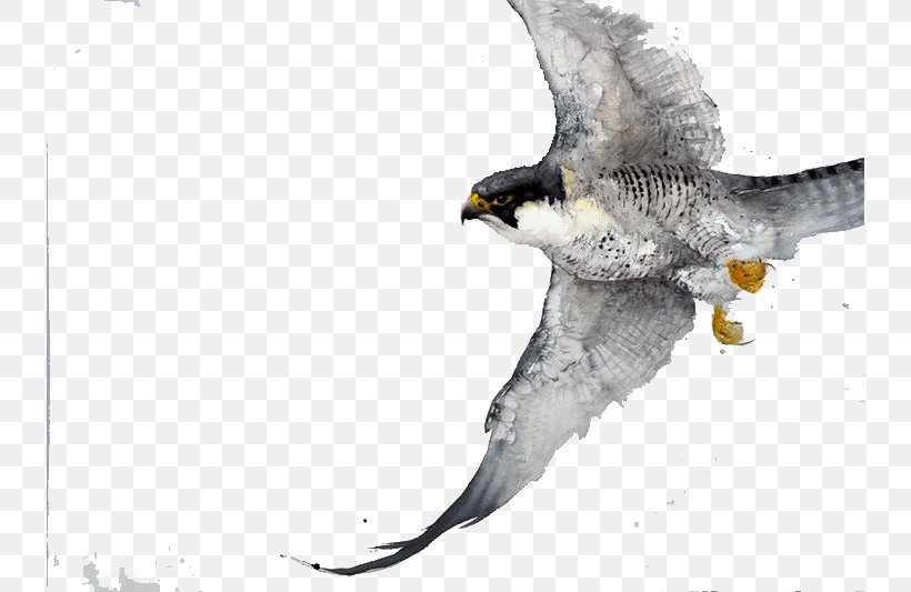 Bird Watercolor Painting Drawing Work Of Art, PNG, 736x533px, Bird, Art, Artist, Beak, Bird Of Prey Download Free