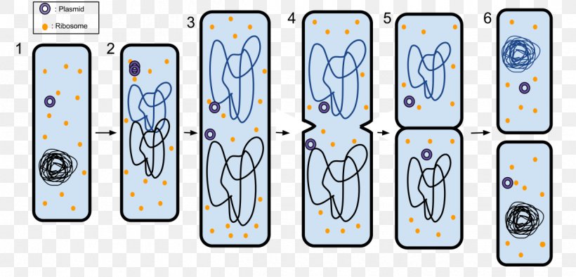 Fission Asexual Reproduction Cell Division, PNG, 1200x577px, Fission, Amoeba, Asexual Reproduction, Bacteria, Bacterial Conjugation Download Free