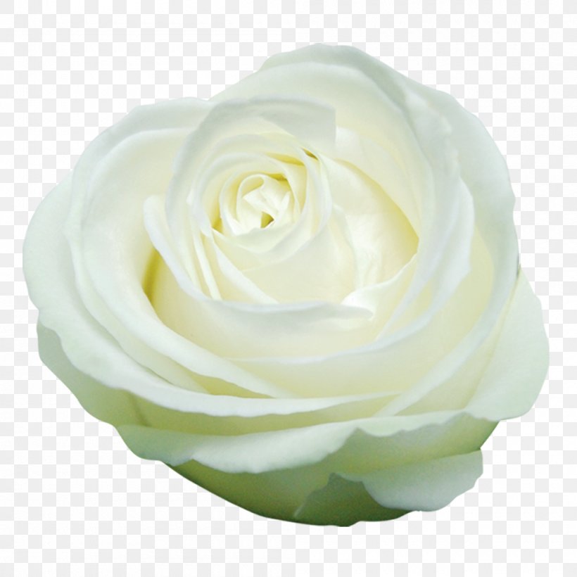 Garden Roses Cabbage Rose Cut Flowers Floristry Flower Bouquet, PNG, 1000x1000px, Garden Roses, Cabbage Rose, Cut Flowers, Floristry, Flower Download Free