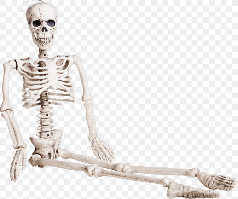Human Skeleton Bone Homo Sapiens, PNG, 3125x2622px, Skeleton, Anatomy, Asento, Bone, Homo Sapiens Download Free