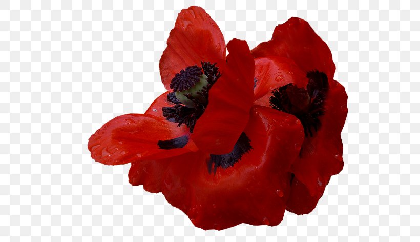 Poppy Adobe Photoshop Clip Art Image, PNG, 600x472px, Poppy, Adobe Inc, Coquelicot, Digital Image, Drawing Download Free