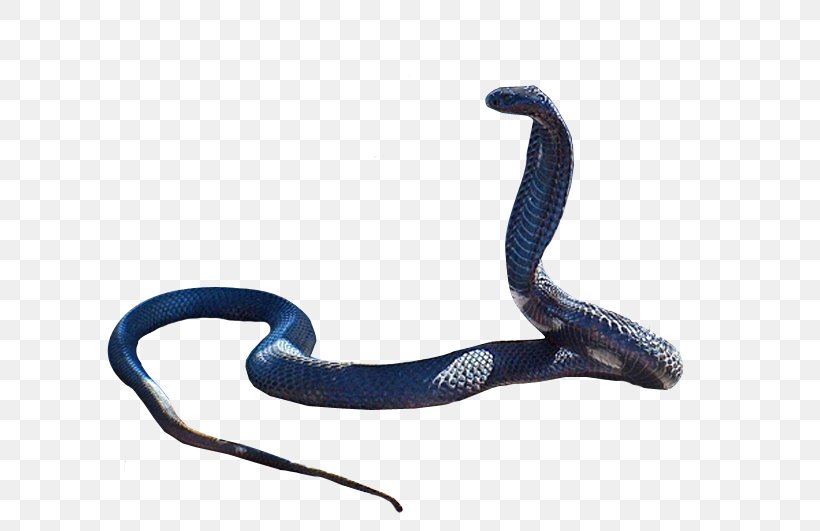Snake King Cobra Clip Art, PNG, 710x531px, Snake, Acrochordus Arafurae, Black Mamba, Black Rat Snake, Boa Constrictor Download Free