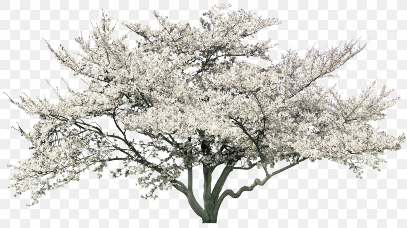 Tree Peach Garden Landscape, PNG, 1024x574px, Tree, Blossom, Branch, Cherry Blossom, Facade Download Free