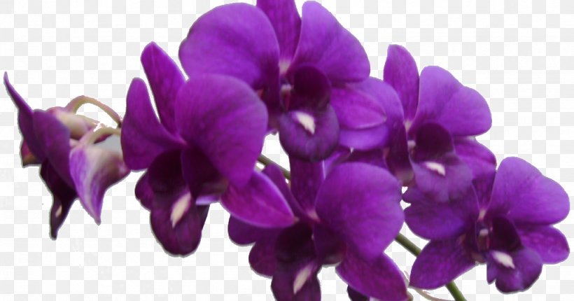 Violet Flower Purple Clip Art Lilac, PNG, 1023x537px, Violet, Blue, Cattleya, Cut Flowers, Dendrobium Download Free