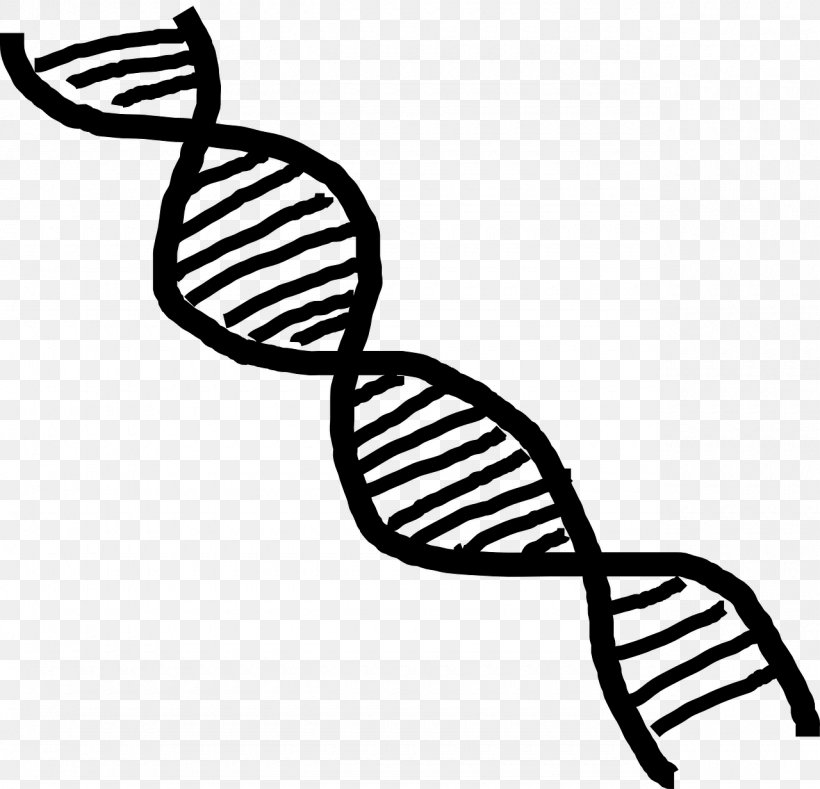 DNA Nucleic Acid Double Helix Vector Clip Art, PNG, 1280x1232px, Dna, Artwork, Black And White, Chromosome, Dna Replication Download Free