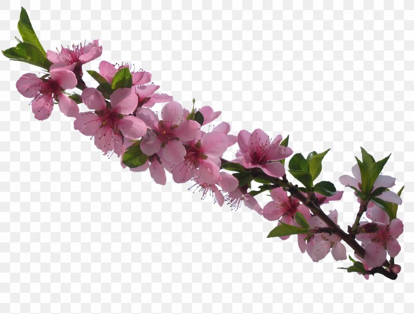 Flower Image Stock.xchng Material, PNG, 1280x972px, Flower, Blossom, Branch, Cherry Blossom, Craft Download Free