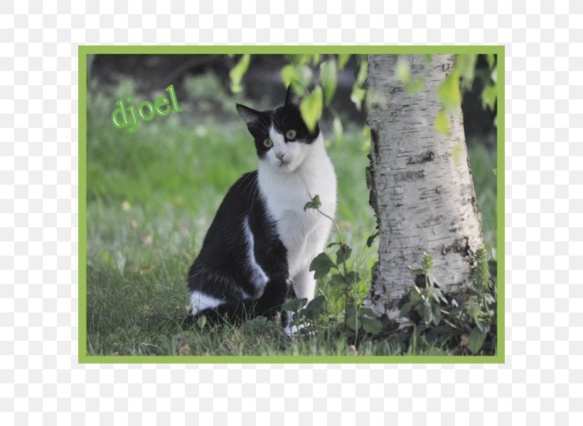 Whiskers Cat Fauna Tail Wildlife, PNG, 600x600px, Whiskers, Cat, Cat Like Mammal, Fauna, Grass Download Free