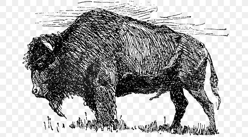 Bison Drawing, PNG, 700x453px, Bison, Black And White, Bull, Carnivoran, Cartoon Download Free