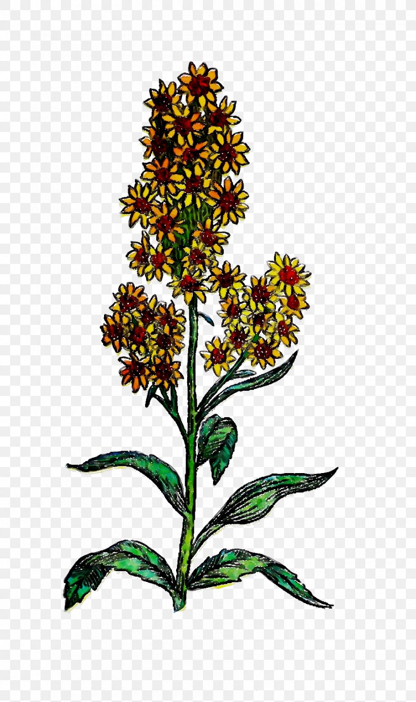 Branch Leaf Plants Art Painting, PNG, 900x1518px, Branch, Art, Botany, Buddleia, Drawing Download Free