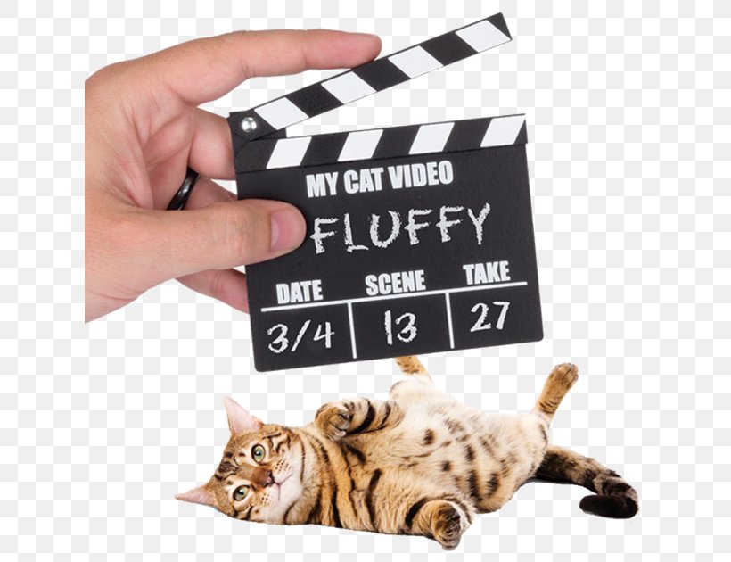 Cats And The Internet Clapperboard Video Pet Door, PNG, 630x630px, Cat, Carnivoran, Cat Lady, Cat Like Mammal, Cats And The Internet Download Free