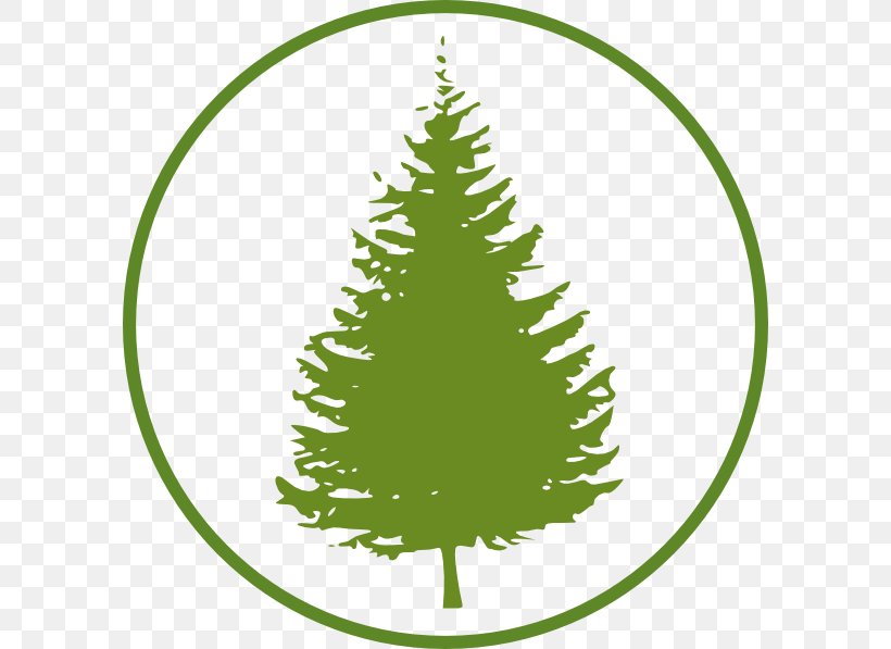 Eastern White Pine Tree Fir Clip Art, PNG, 594x597px, Eastern White Pine, Black Pine, Cedar, Christmas Decoration, Christmas Ornament Download Free