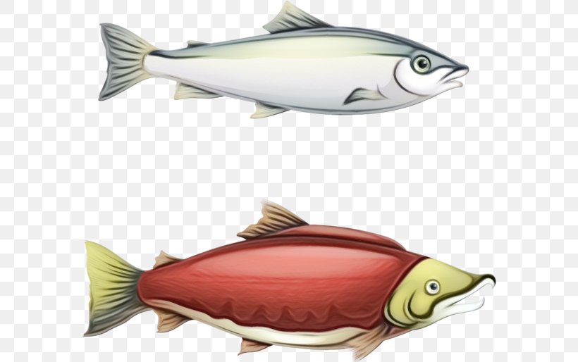 Fish Fish Sockeye Salmon Salmon Fish Products, PNG, 589x514px, Watercolor, Albacore Fish, Bonyfish, Fin, Fish Download Free