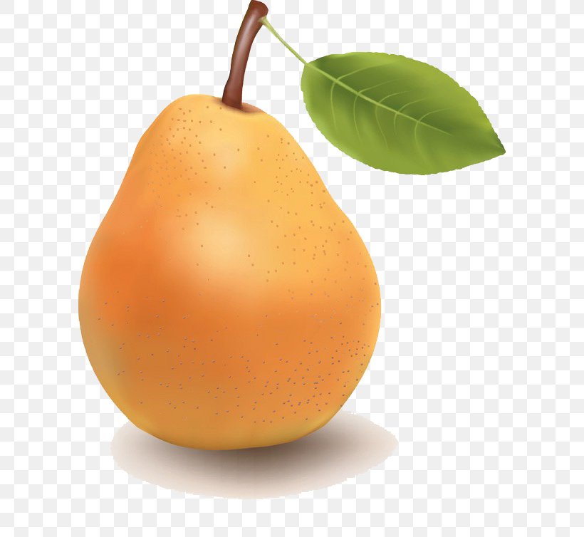 Pear Tangerine Fruit Tangelo, PNG, 600x754px, Pear, Citrus, Clementine, Diet Food, Drawing Download Free