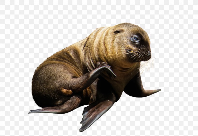 Sea Lion Earless Seal Walrus Mammal, PNG, 960x660px, Sea Lion, Animal, Bear, California Sea Lion, Earless Seal Download Free