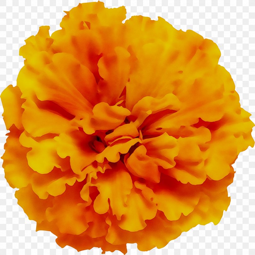 Carnation Cut Flowers, PNG, 1438x1439px, Carnation, Cut Flowers, Dianthus, English Marigold, Flower Download Free