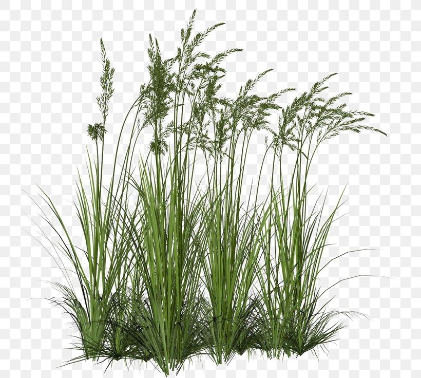 Aquatic Plants Clip Art Grasses, PNG, 736x736px, Aquatic Plants, Bamboo, Chrysopogon Zizanioides, Commodity, Evergreen Download Free