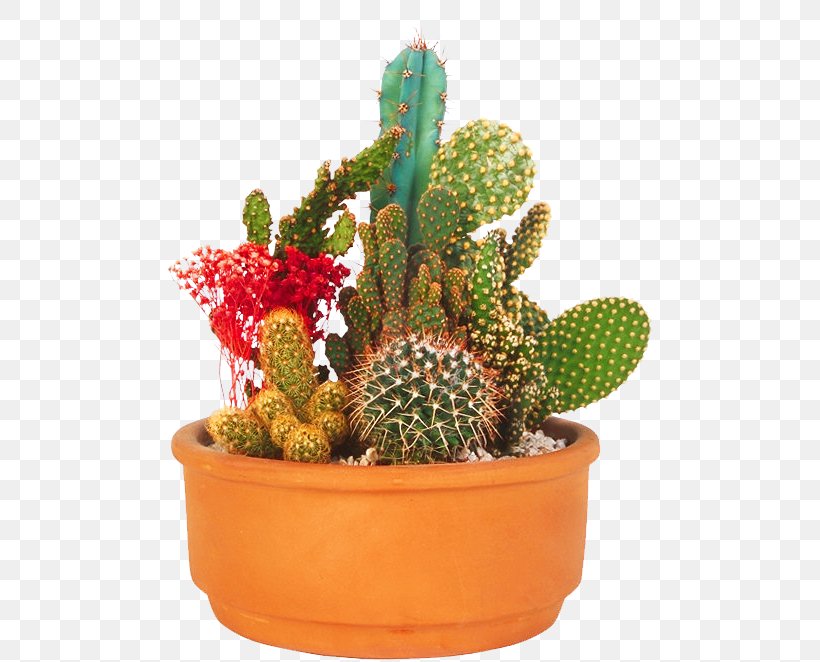 Prickly Pear Flowerpot Strawberry Hedgehog Cactus Cactaceae Houseplant, PNG, 490x662px, Prickly Pear, Cactaceae, Cactus, Caryophyllales, Flowering Plant Download Free