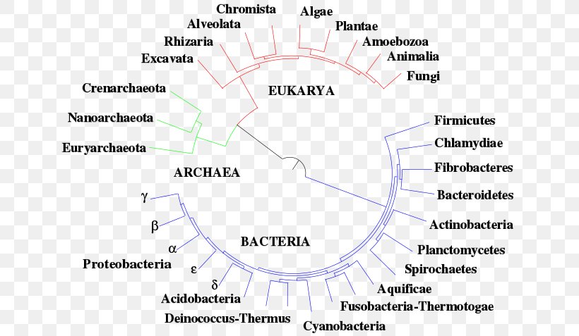 Diagram Phylogenetic Tree Line Angle Phylogenetics, PNG, 738x477px, Diagram, Area, Life, Phylogenetic Tree, Phylogenetics Download Free