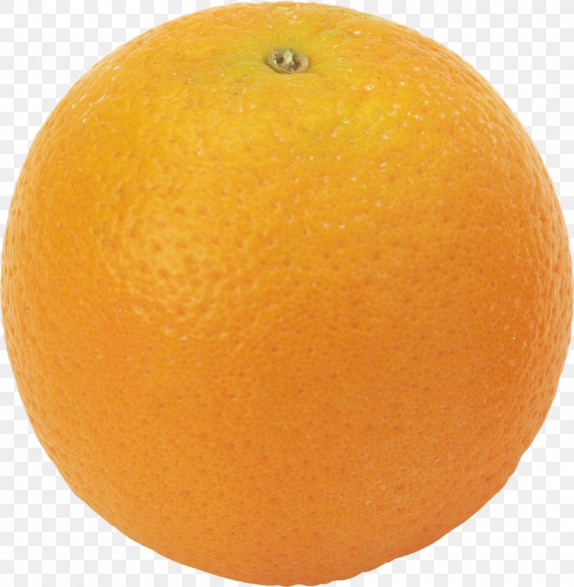 Mandarin Orange Grapefruit Tangelo Bitter Orange Rangpur, PNG, 1000x1024px, Mandarin Orange, Agar, Anaerobic Organism, Bitter Orange, Blood Orange Download Free