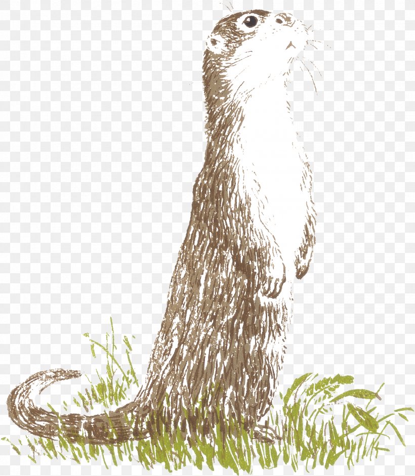 Otter Cartoon, PNG, 1952x2241px, Otter, Beaver, Cat, Drawing, Eurasian Otter Download Free