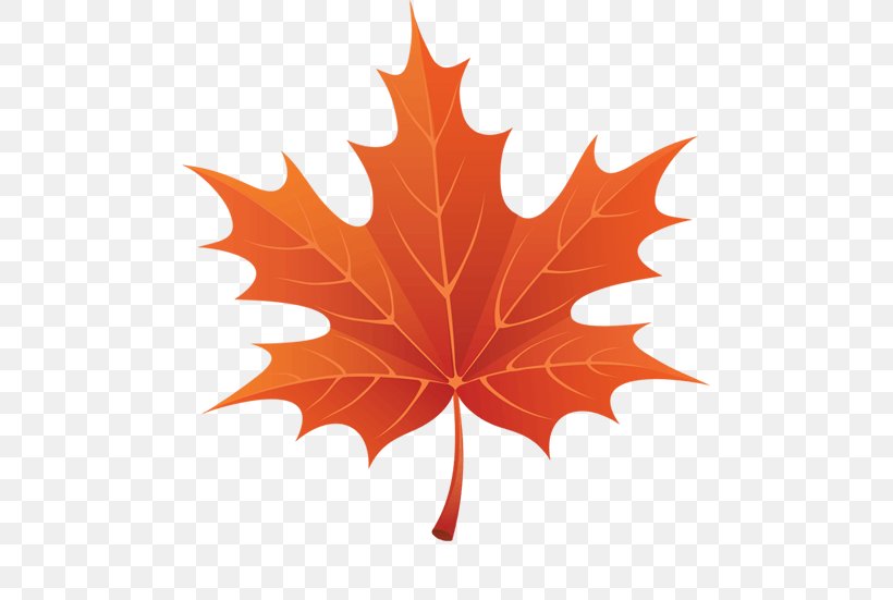 Red Maple Tree, PNG, 485x551px, Maple Leaf, Autumn, Autumn Leaf Color, Black Maple, Deciduous Download Free