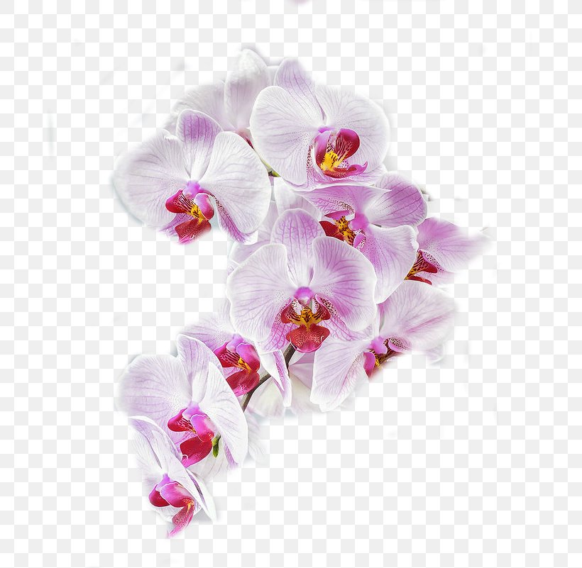 Moth Orchids Cut Flowers Petal, PNG, 698x801px, Moth Orchids, Cut Flowers, Family, Flower, Flowering Plant Download Free